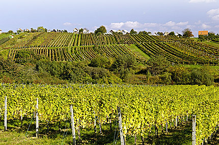 burgenland wijn