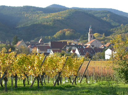 elzas gewurztraminer
