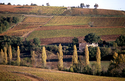 gaillac wijnen