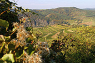 kamptal wijn