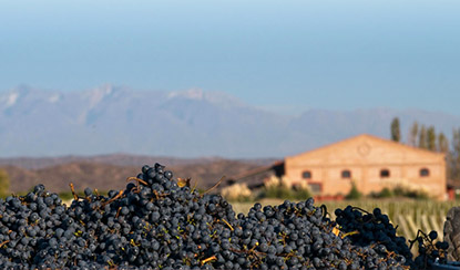 malbec wijn mendoza