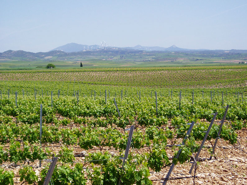 navarra wijn