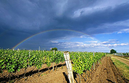 neusiedlersee-regenboog