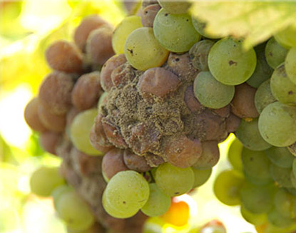 sauternes wijn