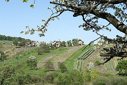 suburgenland