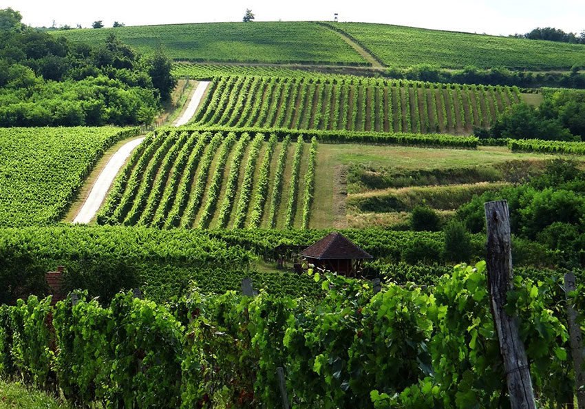 Honggarse wijn uit villany kopen