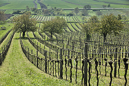 neusiedlersee zweigelt