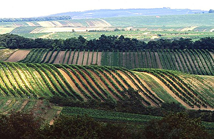 weinviertel wijn