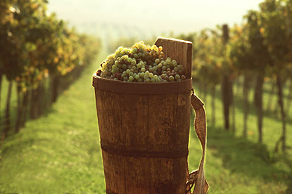 harslevelu uit tokaj