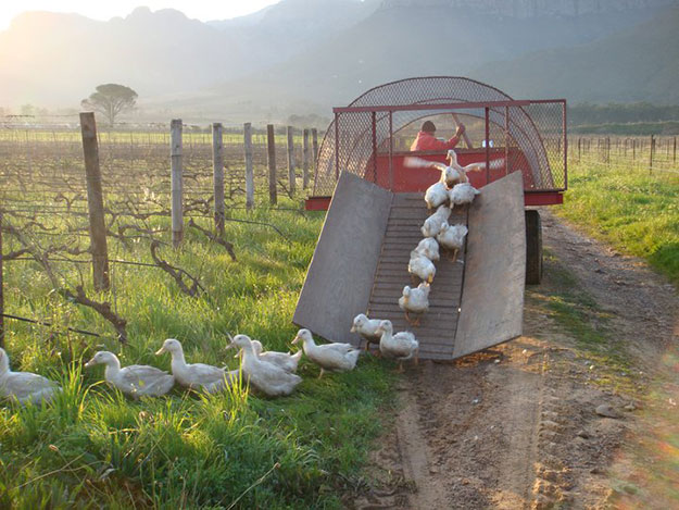 biologische wijn kopen