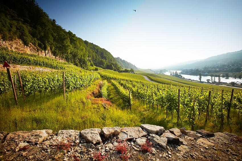 Luxemburgse wijn kopen