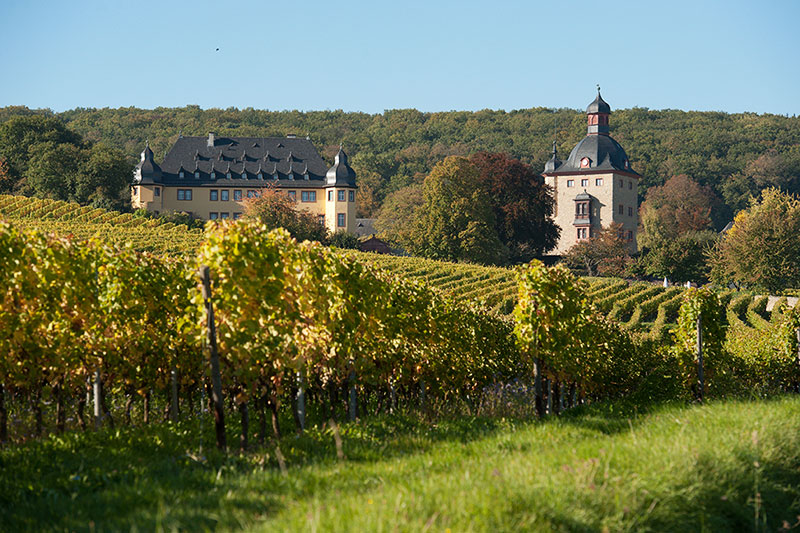 Wijn uit de Rheingau