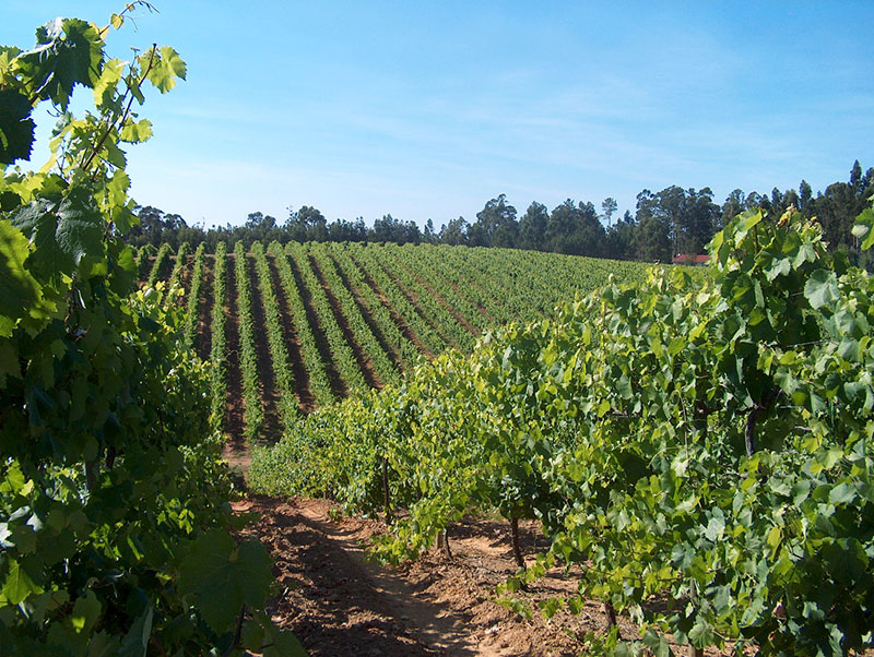 vinho verde minho wijn kopen