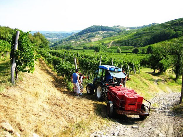 Wijn uit Bosnië-Herzegovina