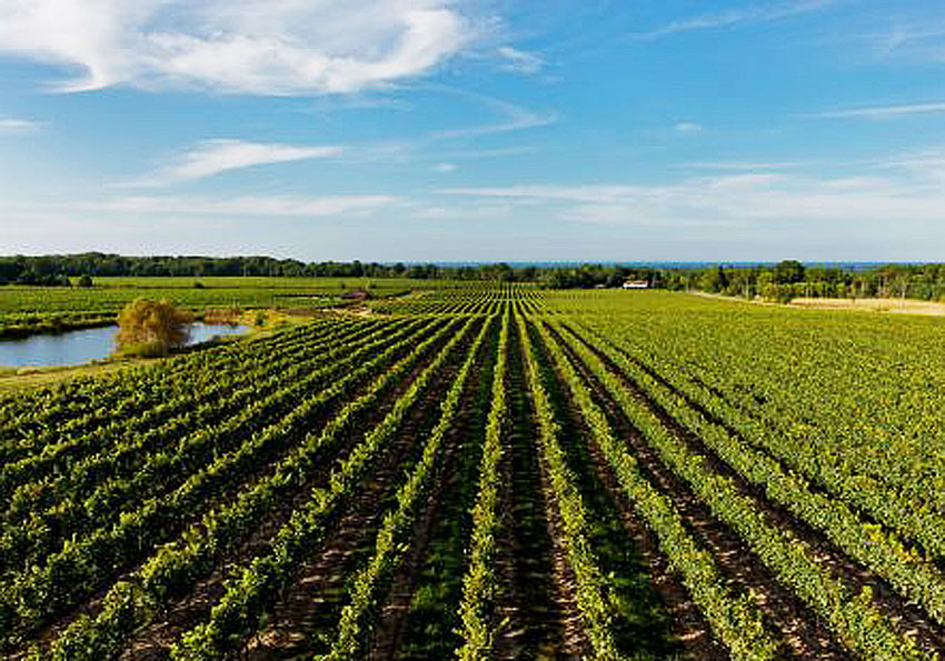 Hongaarse wijn uit Aszar-Neszmely kopen