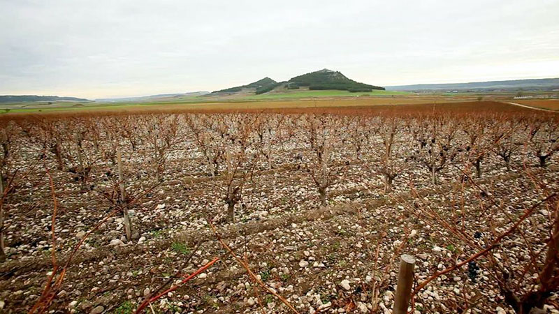 Wijn uit Castilla y Leon