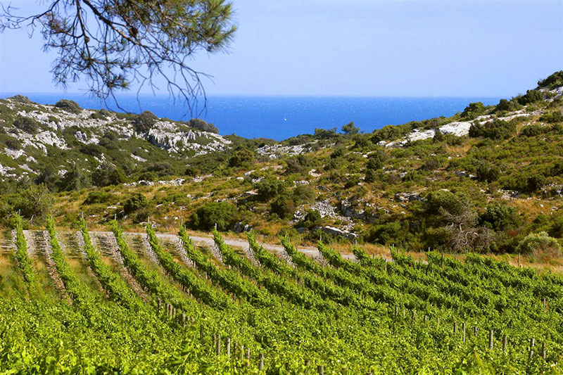 wijn uit de languedoc