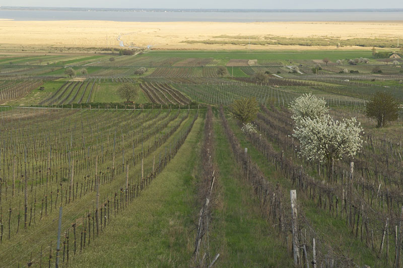 neusiedlersee hugelland wijn kopen