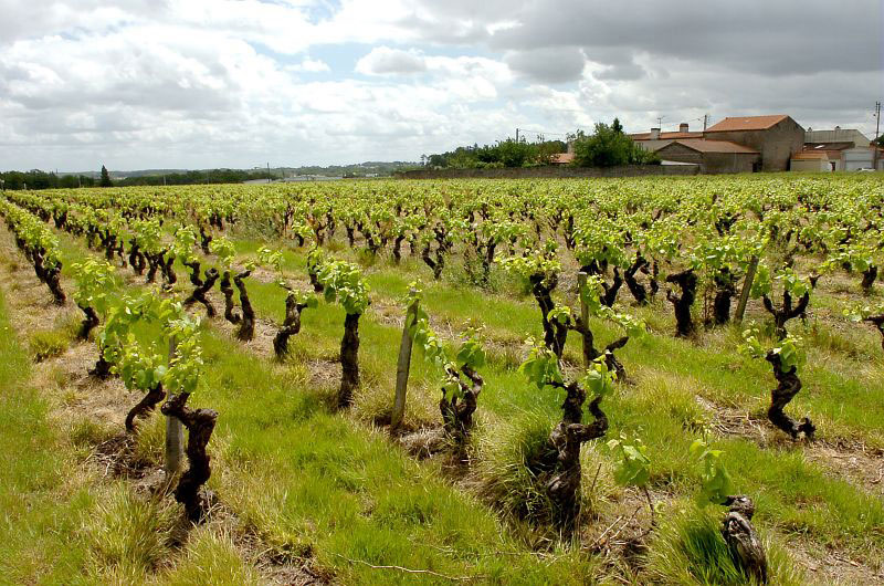 pays nantais wijn muscadet