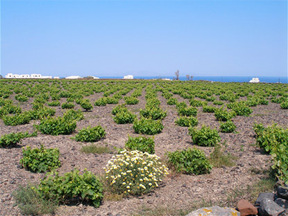 wijn uit santorini
