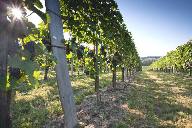 sud-burgenland wijn kopen