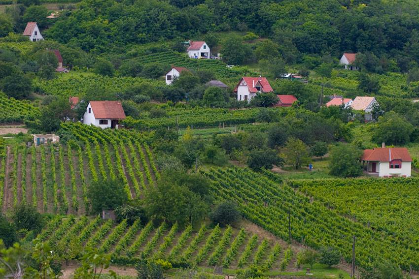 Hongaarse wijn uit Szekszard kopen