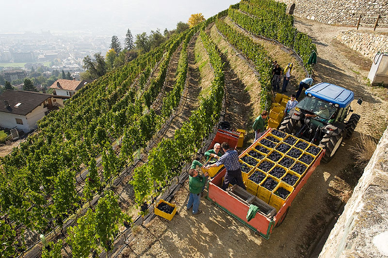 valle d'aosta wijn