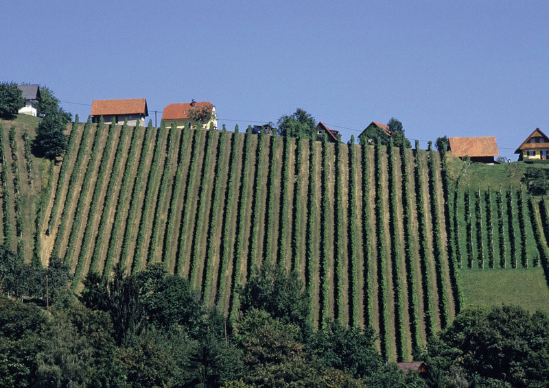 wijn weststeiermark kopen
