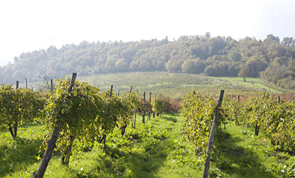 Cantine di Marzo wijn