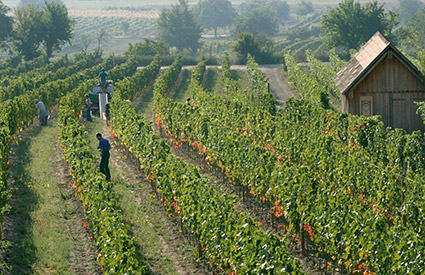 druivenoogst umathum