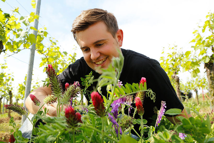 Wijnen van Weingut Stern kopen