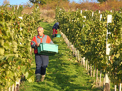 beres druivenplukkers