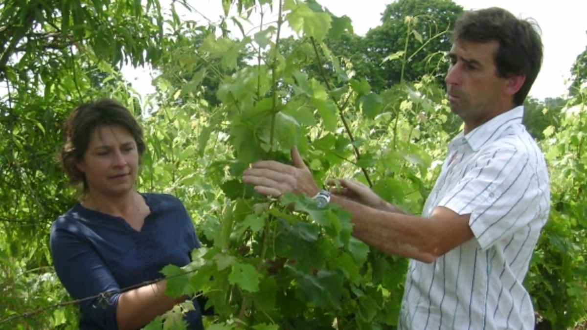 Alle informatie over de wijnen van Domaine M. & S. Bouchet