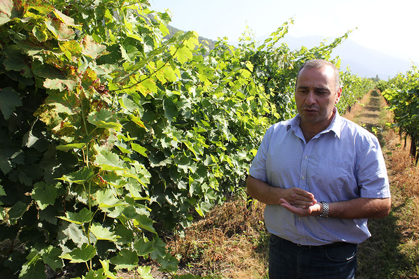 koncho wijnen kopen georgie