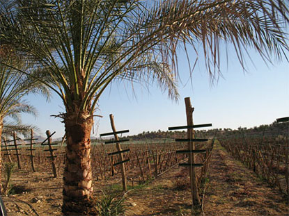 sahara vinyards